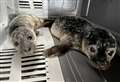 Caithness seal rehab and rescue centre launches fundraiser to fund purchase of vital equipment
