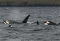 Killer whales spotted during Orca Watch 2021 event