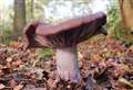 JAMIE STONE: Wood blewits show there is life outside politics...