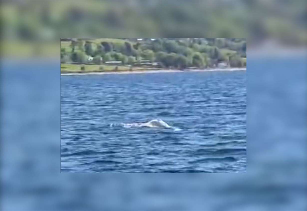 Amazingly rare yet ‘worrying’ creature spotted in Highland loch