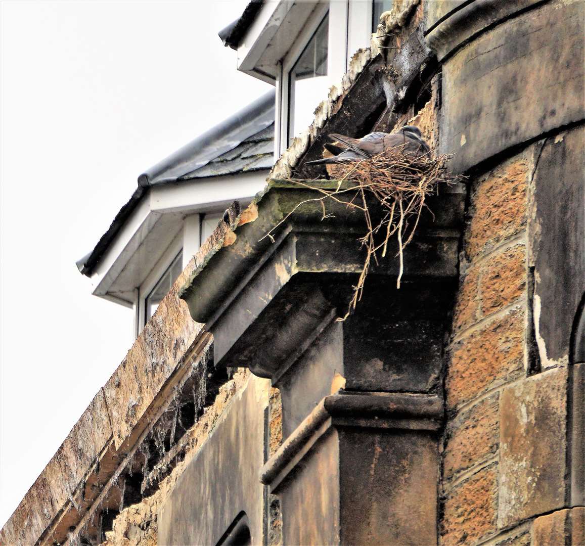 A pigeon on her nest which miraculously survived the collapse of stonework. Picture: DGS