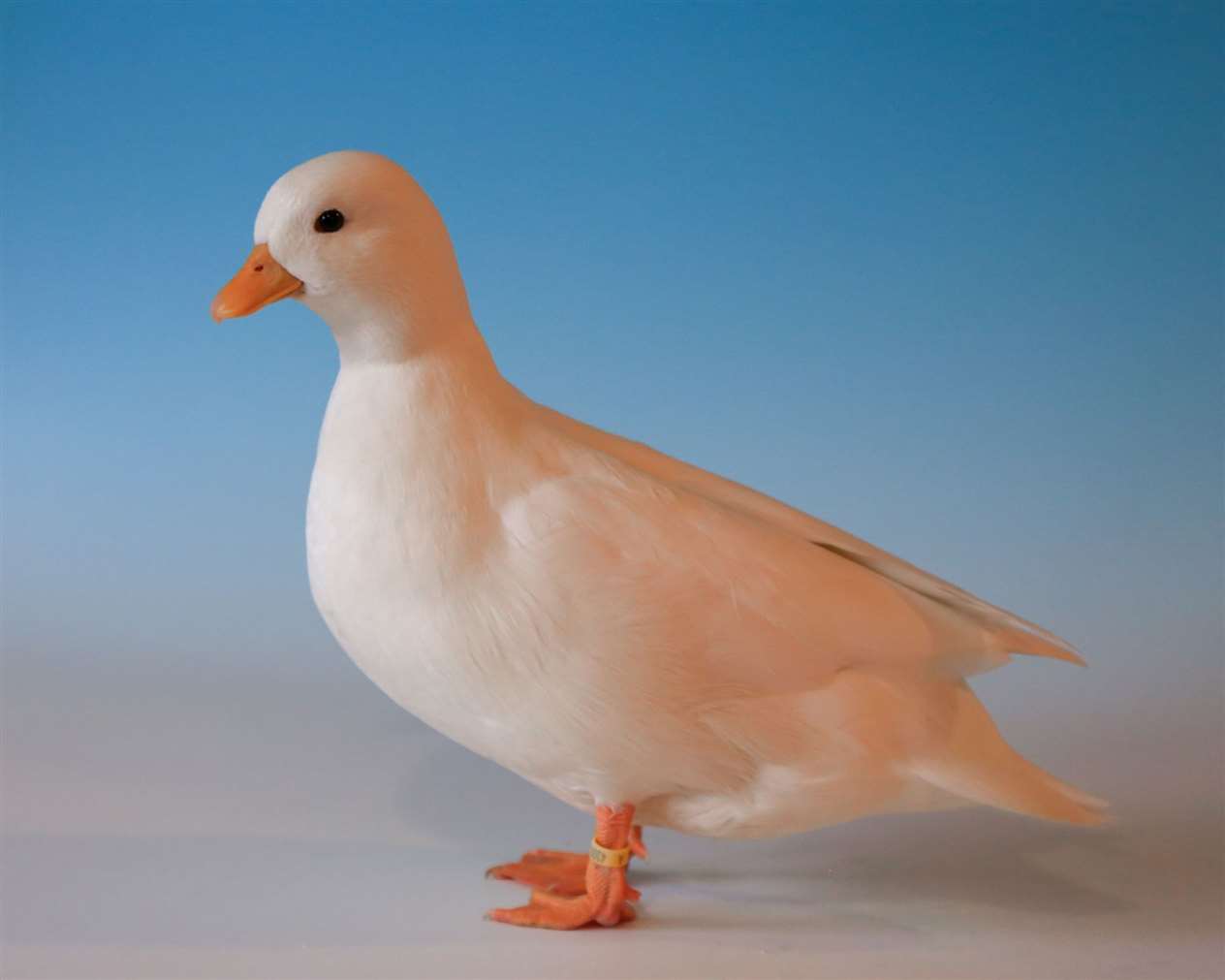 Best waterfowl was this white call duck belonging to Kelly Millar, Elgin. Picture: Khush Celli
