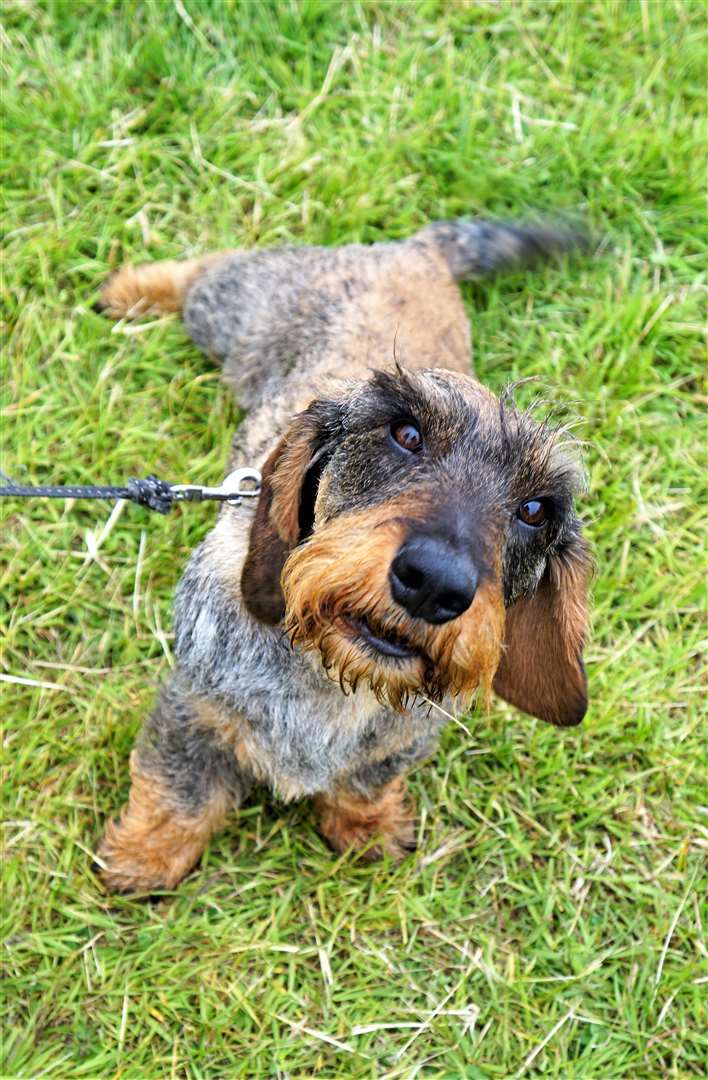 Many dogs turned up at the event as well like this wirehaired dachshund from Belgium. Picture: DGS