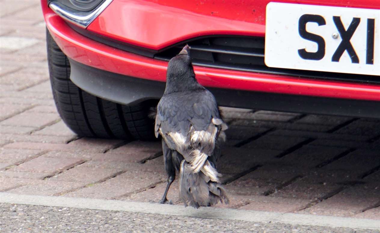 Meals on wheels! This curious looking carrion crow is making the most of the recent fly plague by picking dead ones from parked cars.