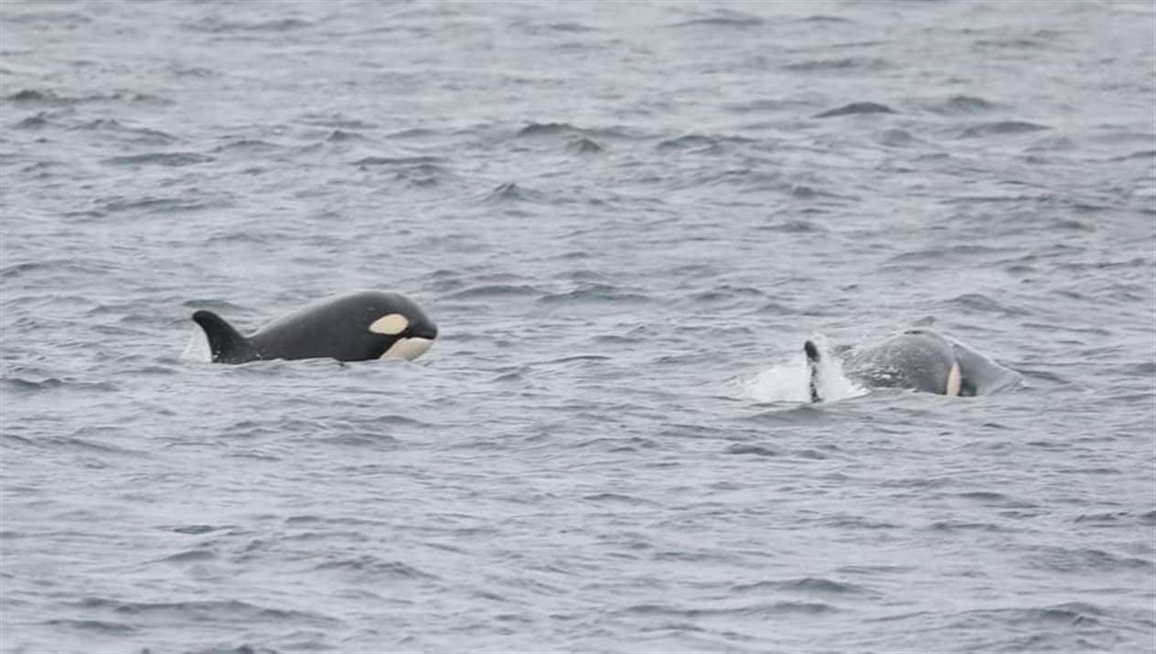Picture: Steve Truluck (Sea Watch Foundation WDC)