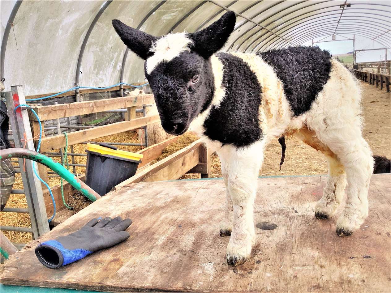 A breeder has already taken a fancy to the Kirkton lamb and wishes to purchase him.