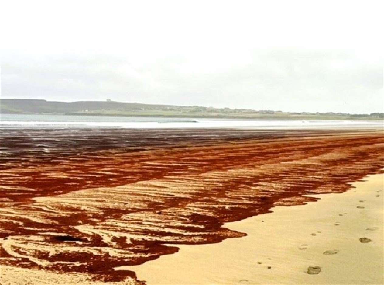 Dorcas Sinclair does beach cleaning at Dunnet and thinks the substance may be a type of seaweed. Picture: Linda Stewart
