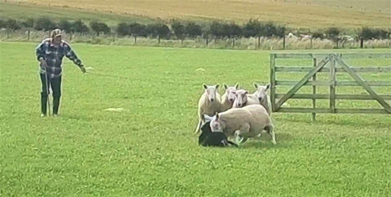 Poor Tib is given a good knock. Picture: Carol Mellin