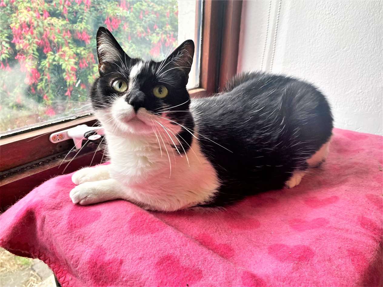 Bella the cat is looking for a forever home.