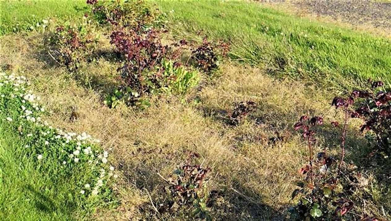 The rose bed at Wick cemetery was neglected and overgrown two years ago.