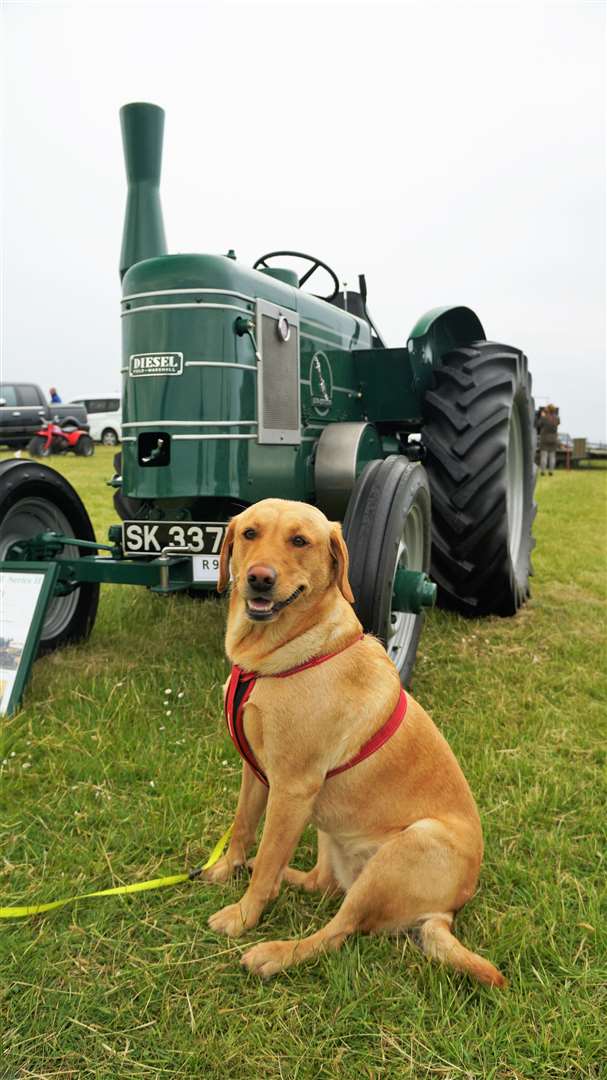 A passing dog poses beside this 1948 Field Marshall Series 2 Tractor. Picture: DGS