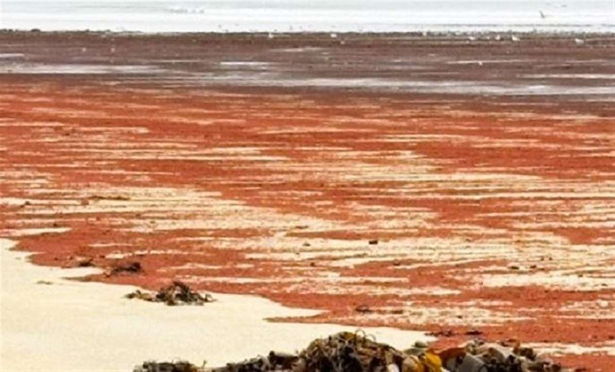 Algal blooms can look similar but this is believed to be a harmless type of seaweed. Picture: Linda Stewart