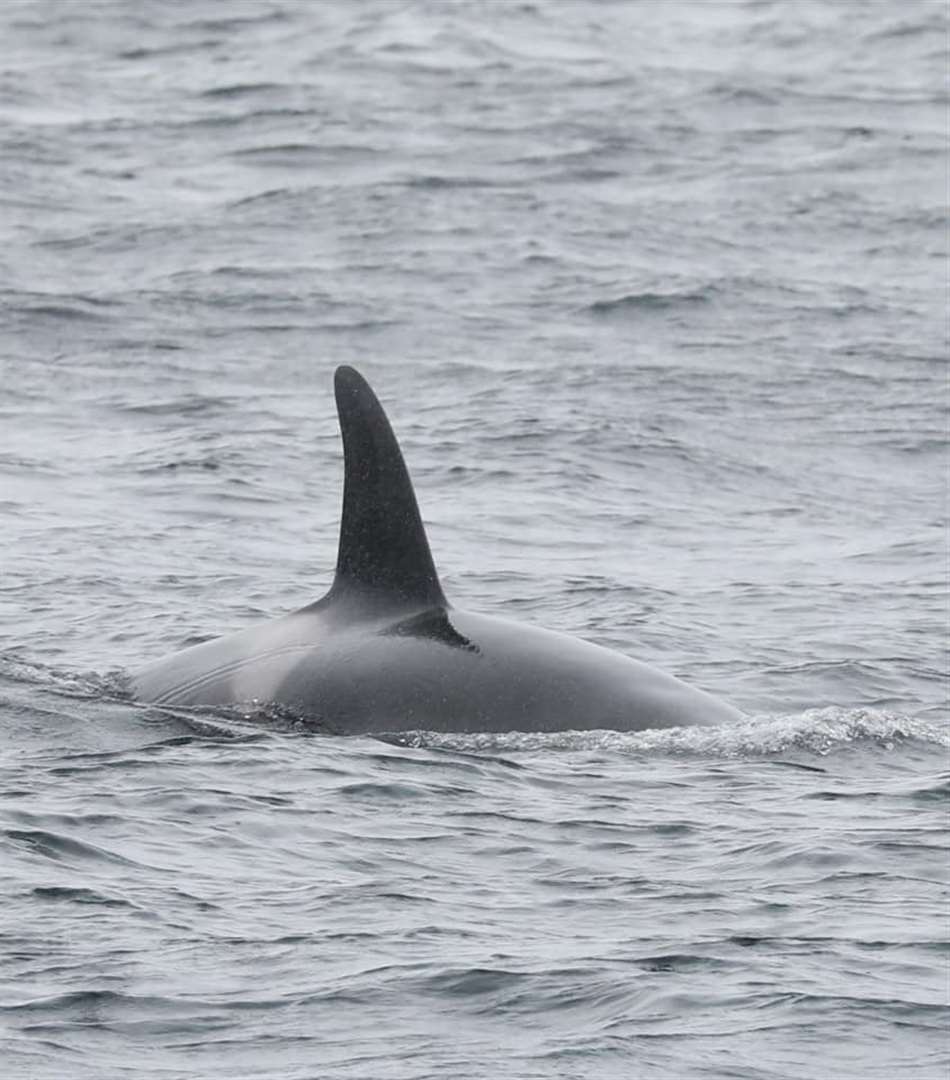 Picture: Steve Truluck (Sea Watch Foundation WDC)