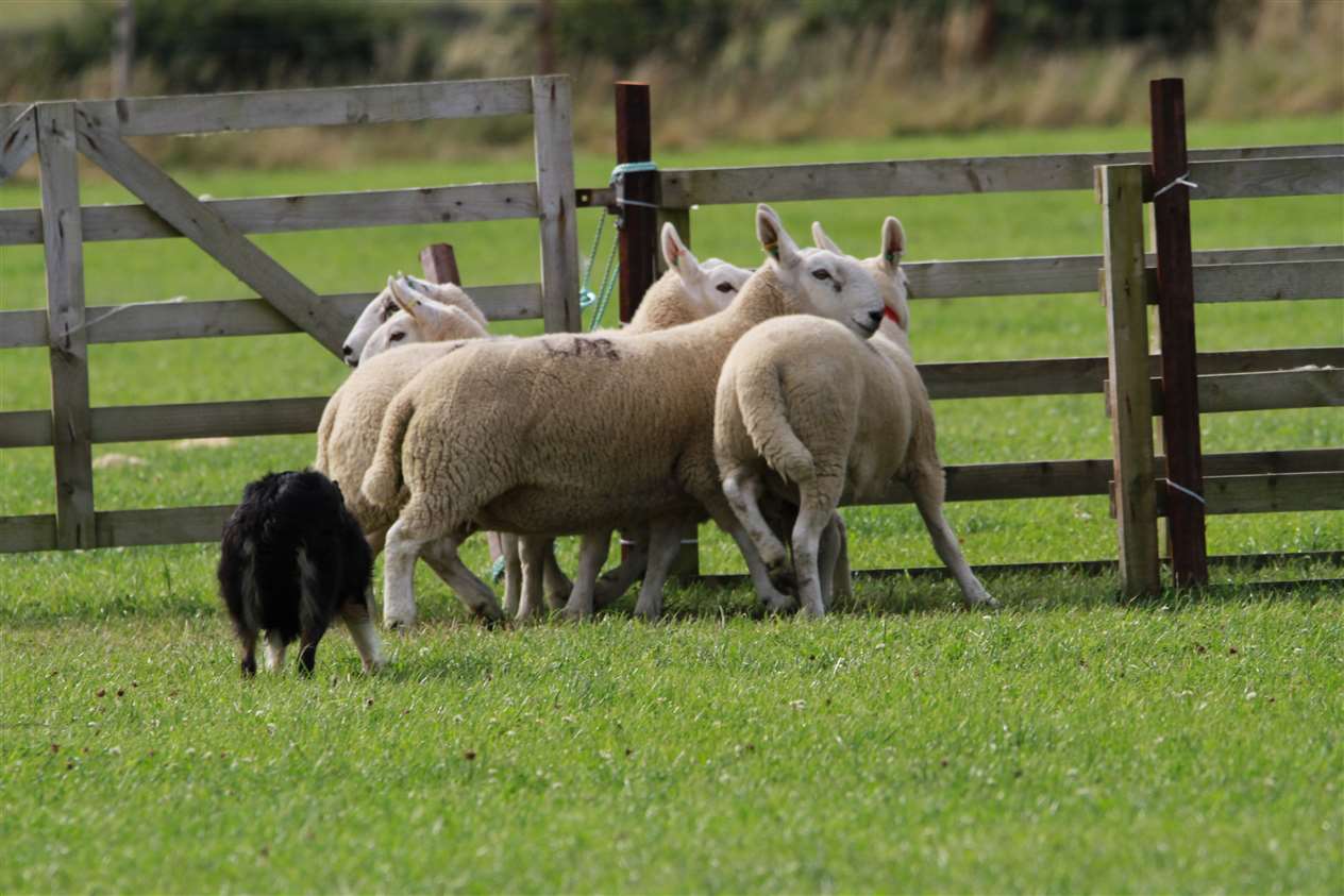 This is the photo just seconds before without warning one of the gimmers turns and head butts’s Tib. Picture: Wille Mackay