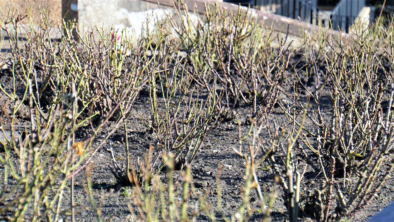 Some of the many new roses that have been planted at Olrig Street. Picture: DGS
