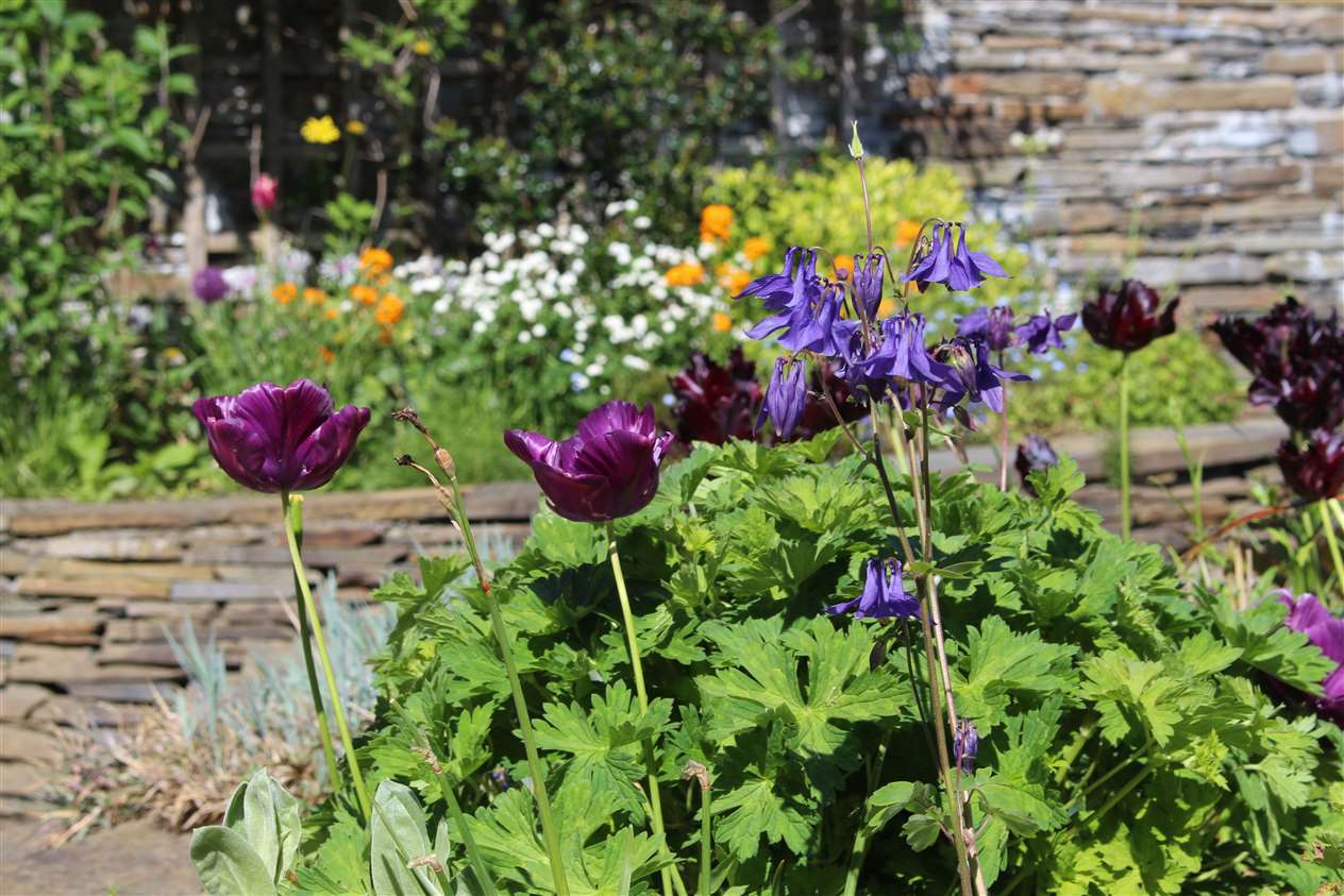 Some of the flowers in the central part of the garden.