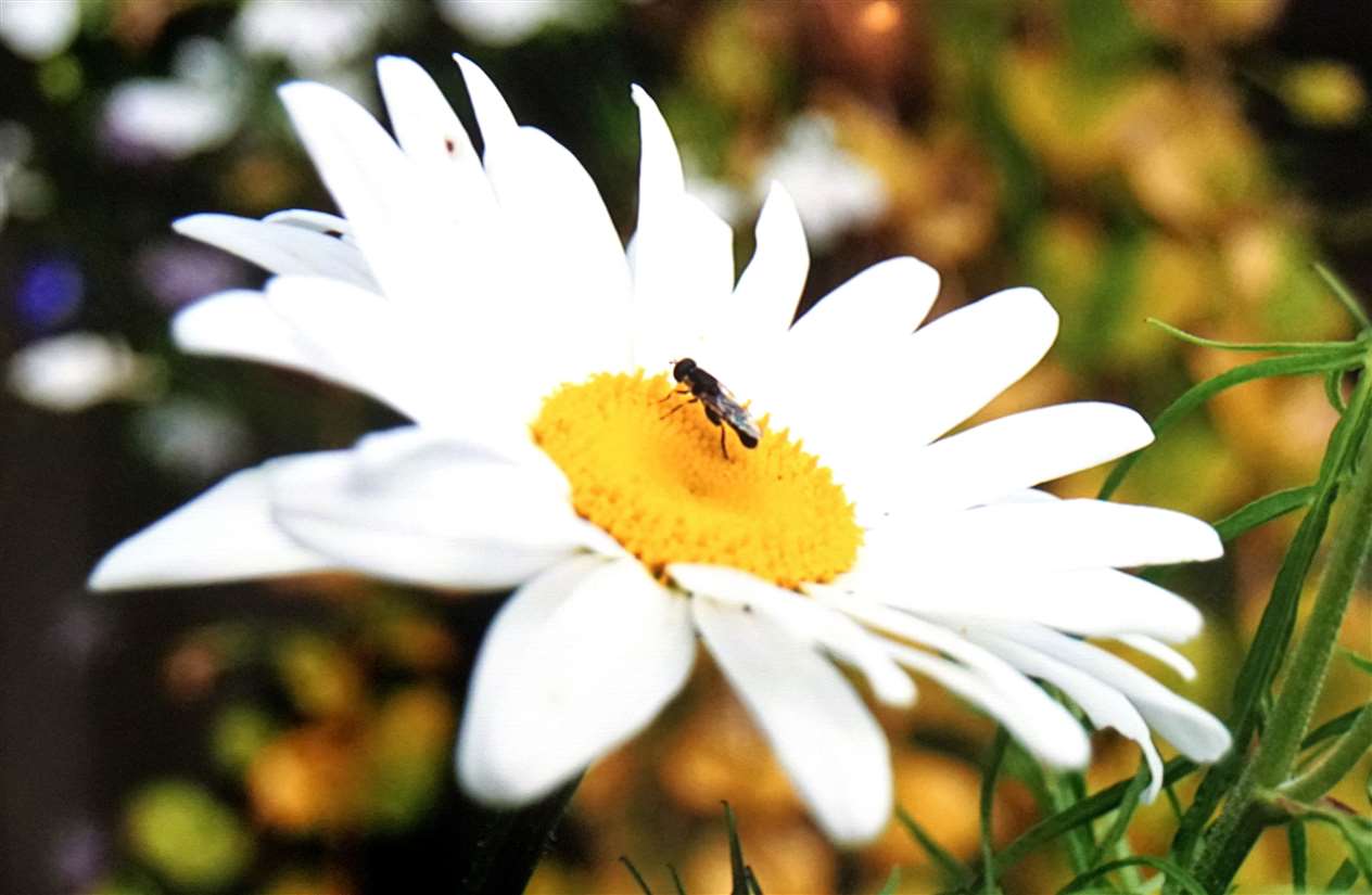 A study of an insect and flower appears on the slideshow of images by the children.