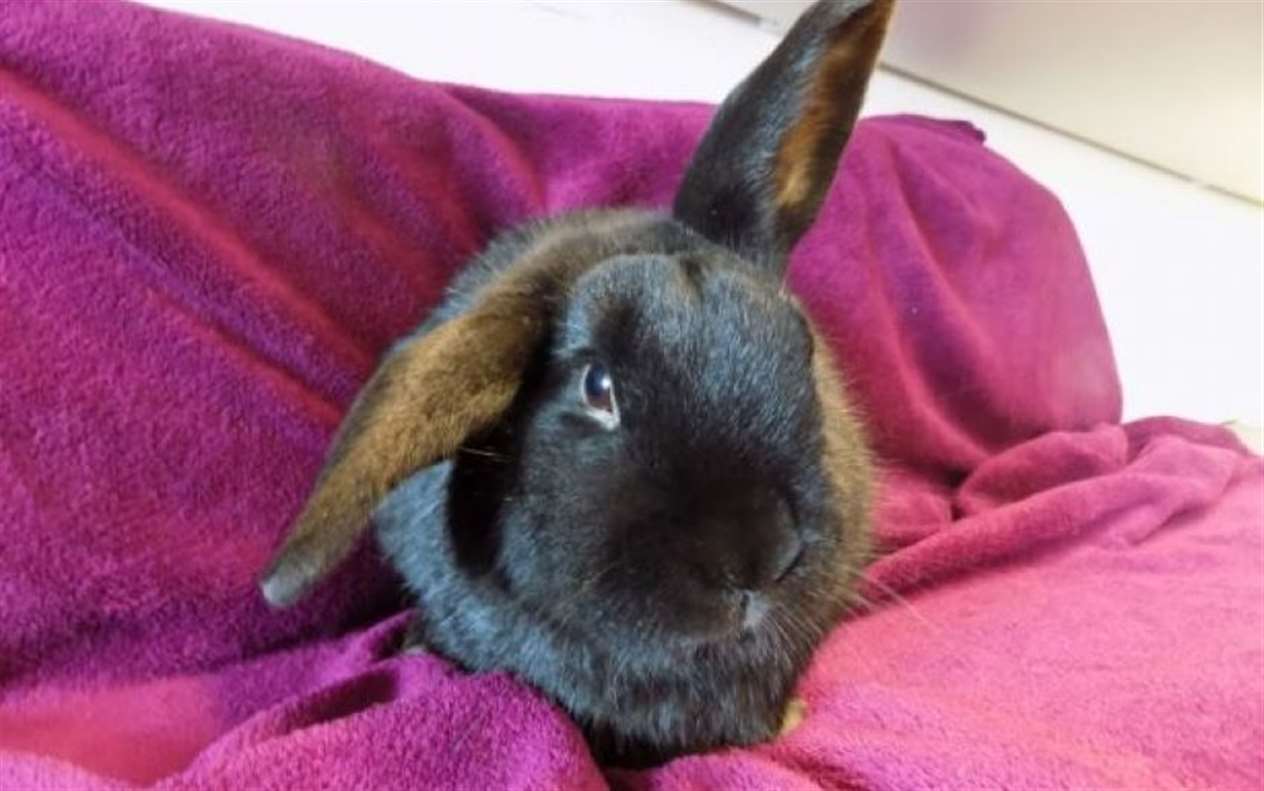 Zuri the rabbit is one of the animals currently looking to be rehomed from the Caithness centre.