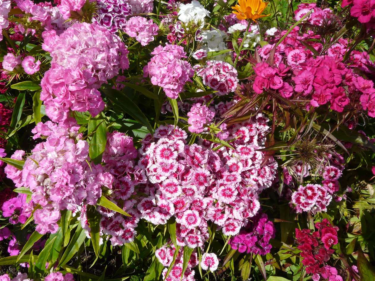 The World War II memorial garden is a place of colour and nature as well as a site of remembrance. Picture: Alan Hendry