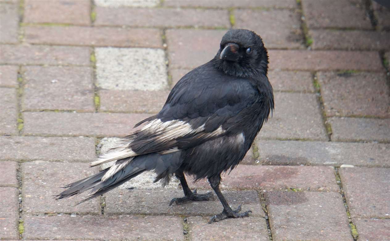 'You looking at me?' He stares with a beady eye before 'carrion' to the next fly feast.
