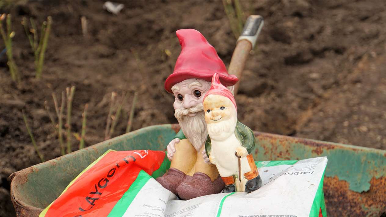 Gnome sweet gnome. Alexander's faithful friends look on as the roses are planted. Picture: DGS