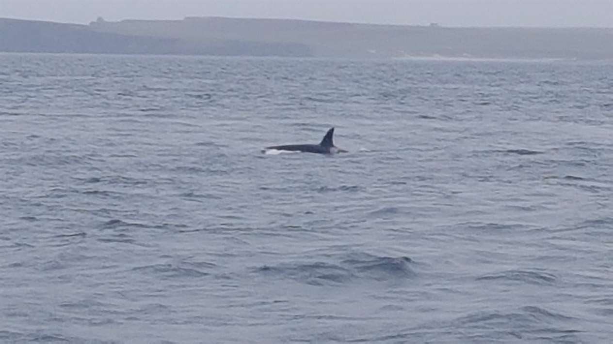Orca photographed from the ferry. Picture: Jim Hutchison