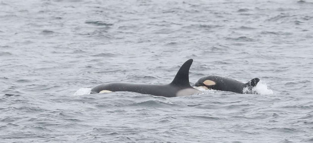 Picture: Steve Truluck (Sea Watch Foundation WDC)