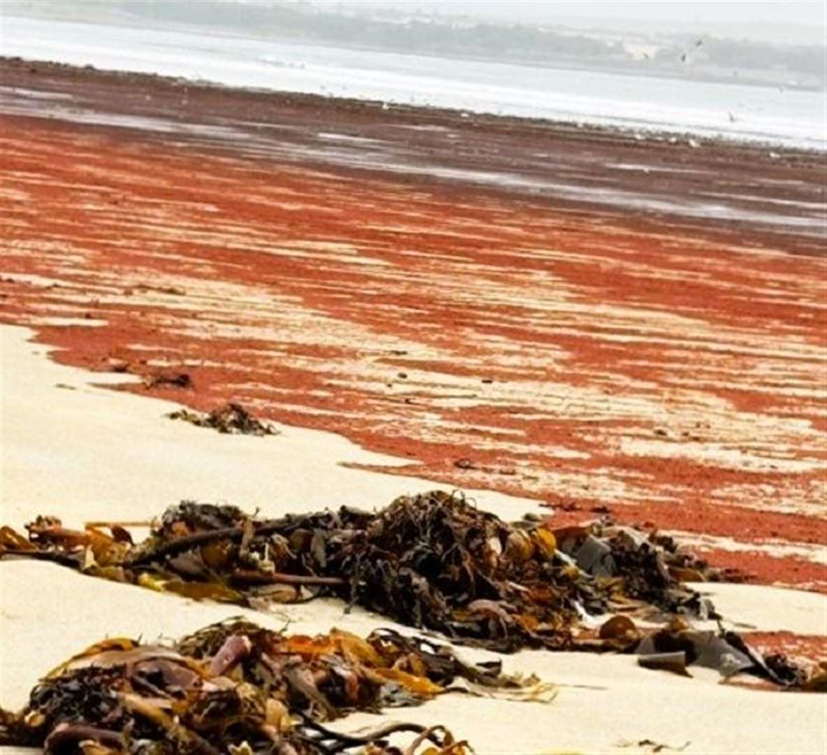 The red substance stretched for over 100 yards on the beach and was being washed in by the tide. Picture: Linda Stewart