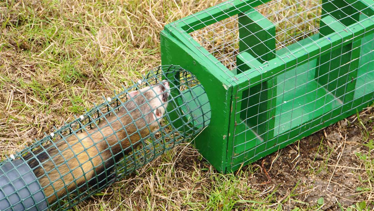 Ferret racing courtesy of Far North Ferret Welfare from Watten.