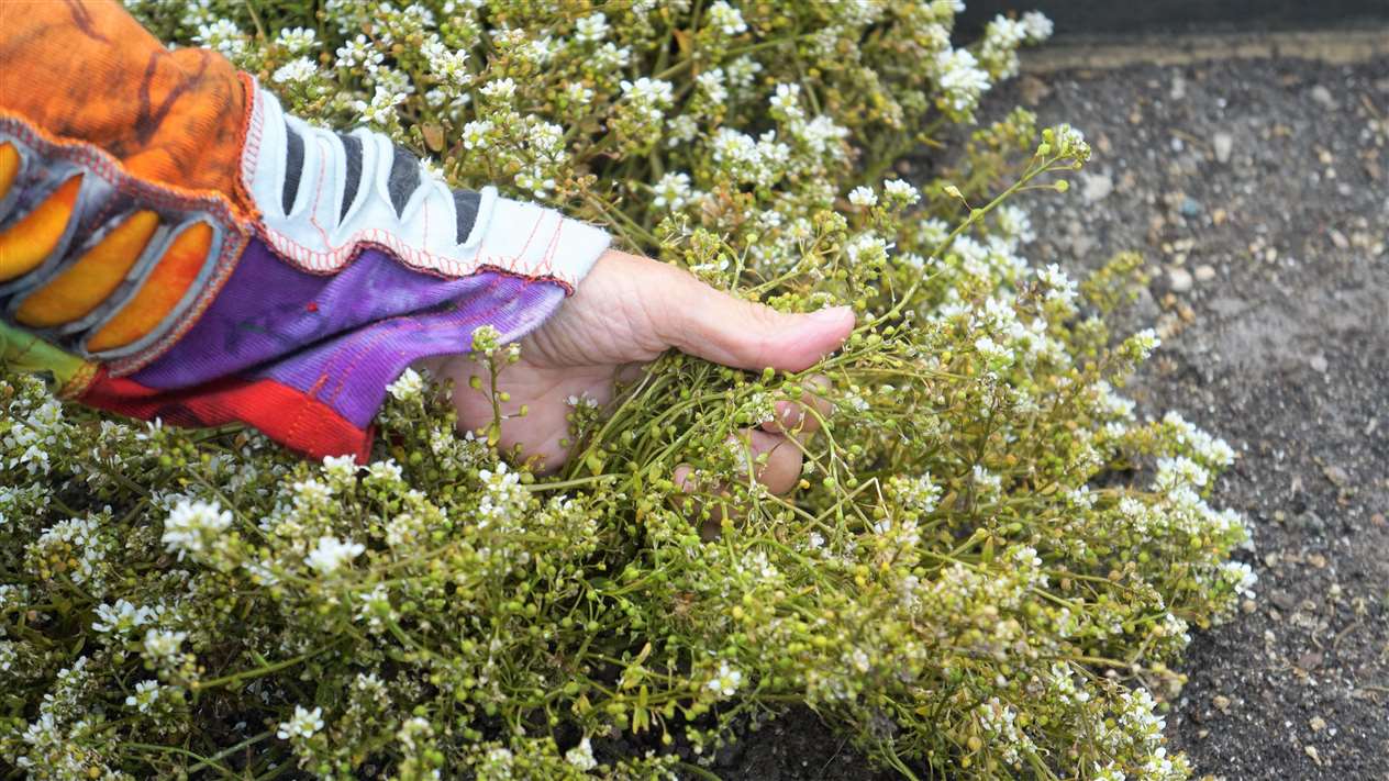 Carole Whittaker's herb garden project at John O'Groats has been a successful experiment she says. Picture: DGS