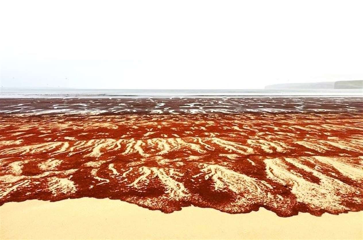 Linda Stewart took pictures of the red coloured beach at Dunnet. She thinks it was created by seeds.