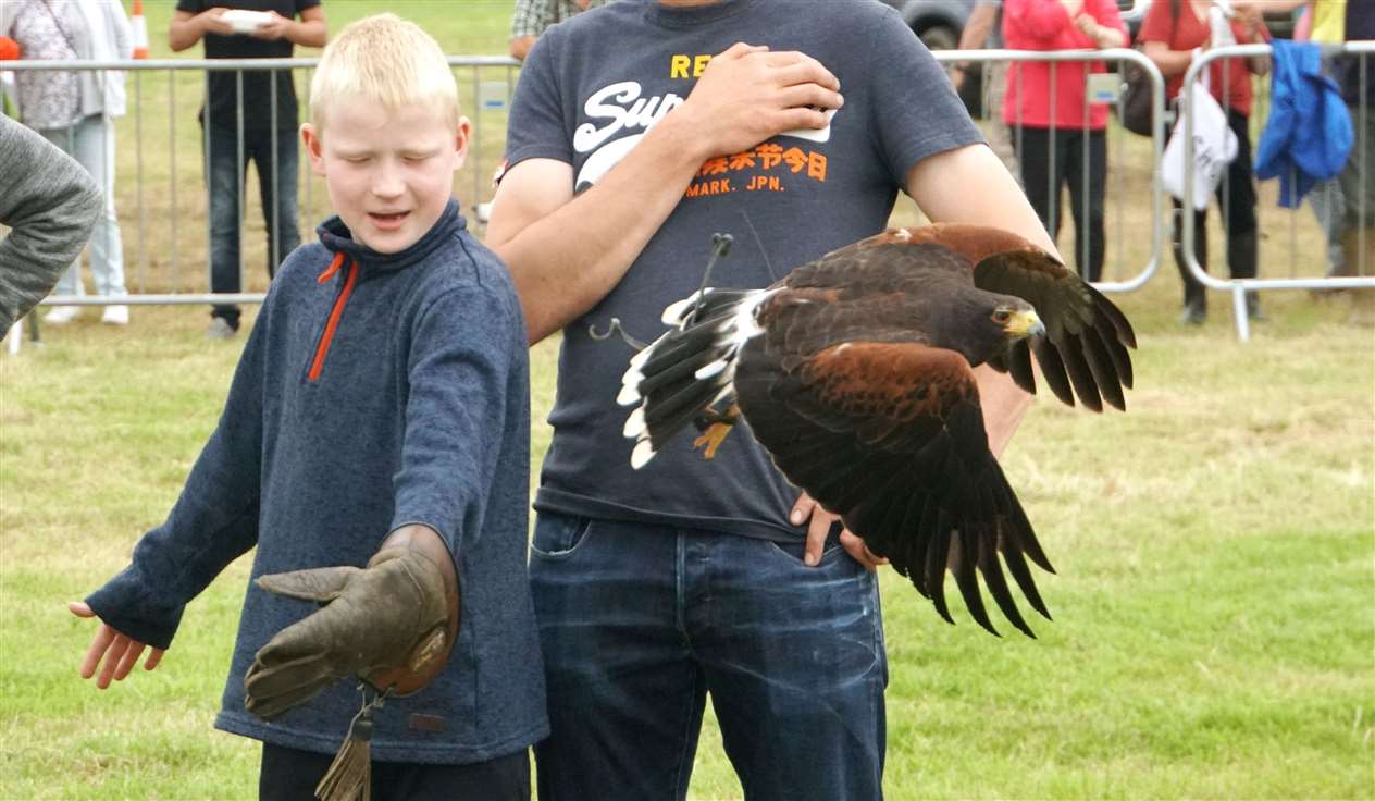 The Harris hawk is set free.