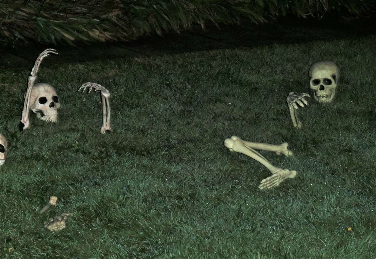 These lazy bones were just getting out of a flower bed on Thurso Road in Wick. Picture: DGS