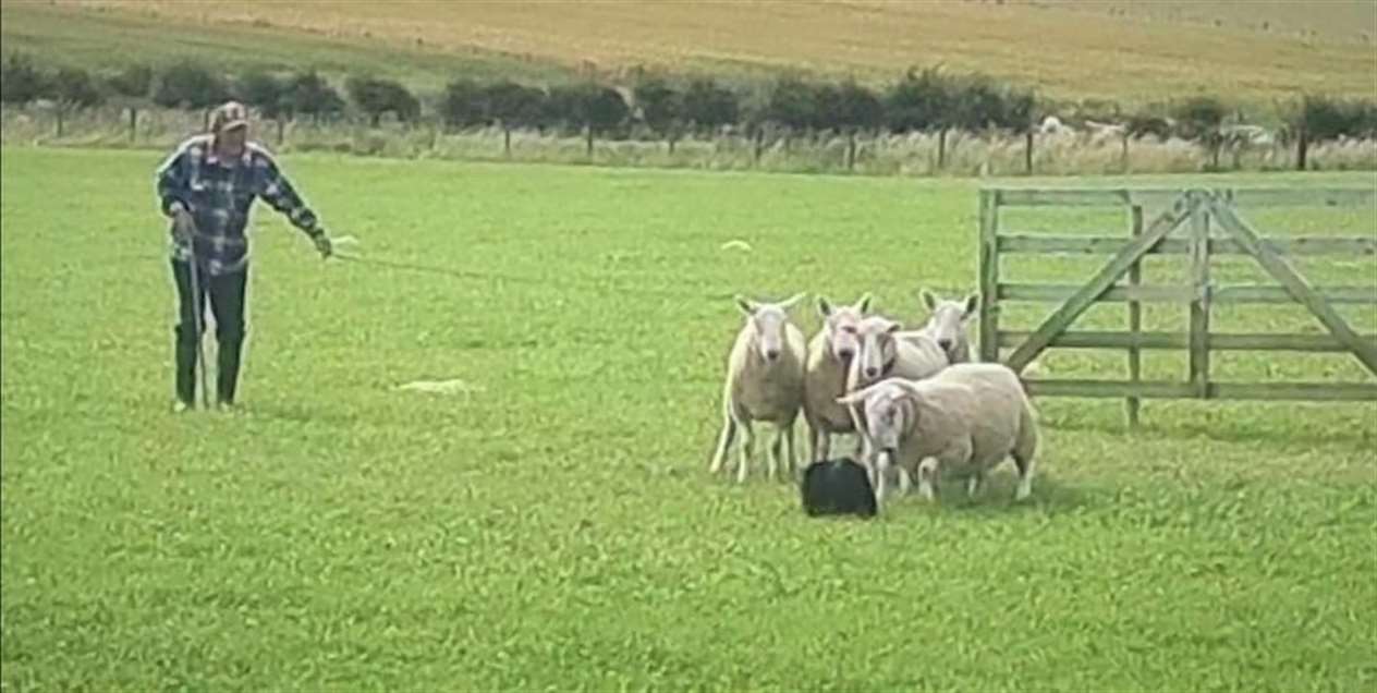 The moment the gimmer head-butted Tib. Picture: Carol Mellin