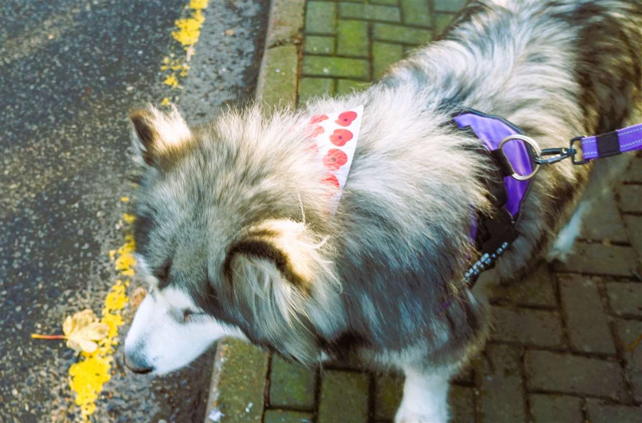 A dog at the event was wearing a poppy scarf. Picture: DGS