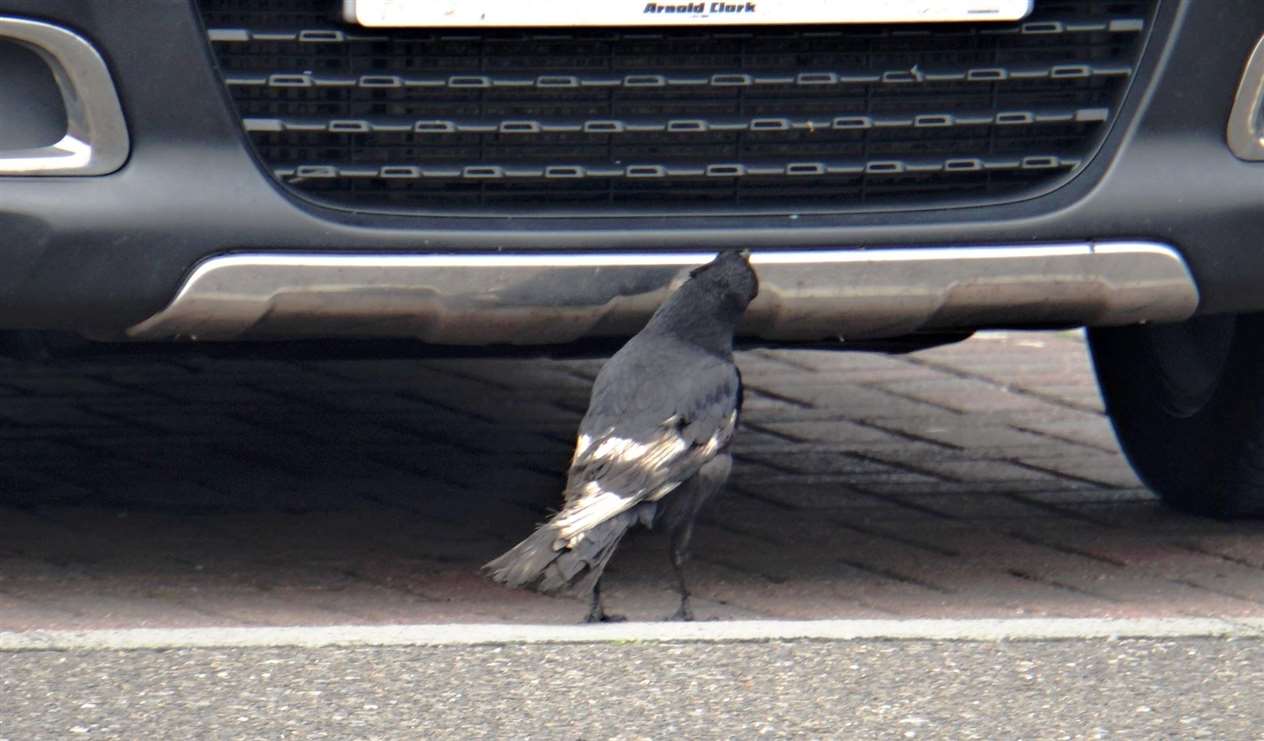 The carrion crow has a right carry on as he flits from one car to another picking splattered flies from the grills and bumpers
