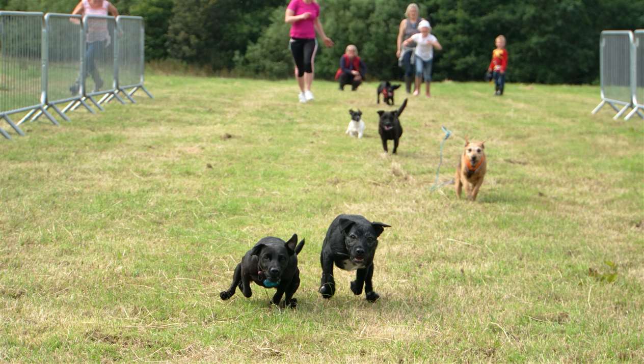The terrier racing was another popular attraction and organised by Kirsty Moore.