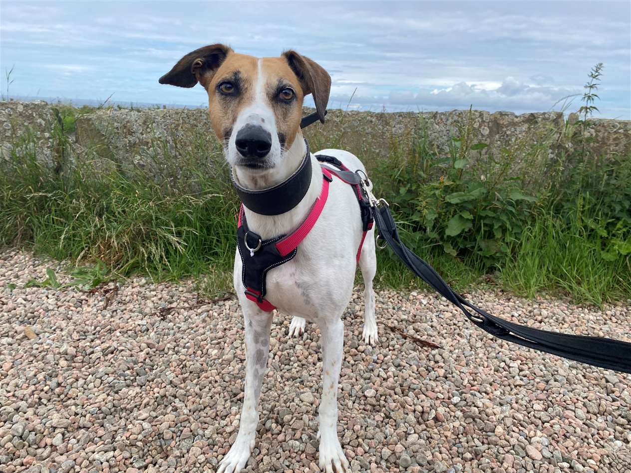 Blue is looking for a new home.