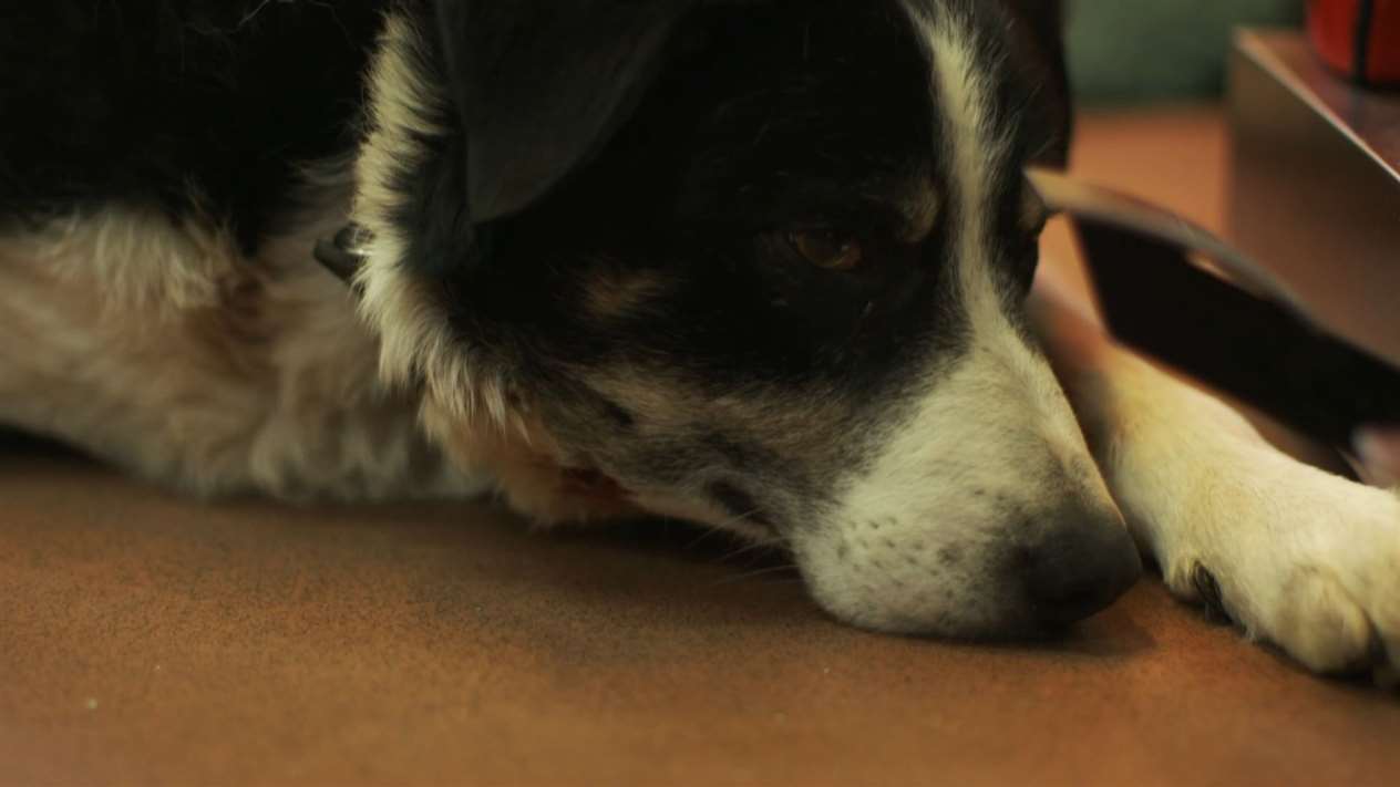 Collie dog Riley comes into the surgery for investigation. Picture: Daisybeck Studios / 5Select / MCG