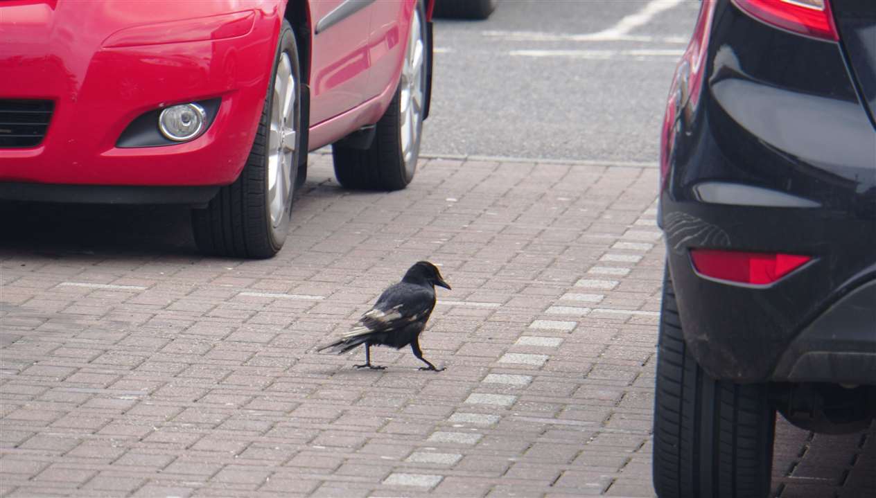 Off he goes in search of another tasty morsel courtesy of the visiting motorists. His condition may lead to the bird being a social outcast.