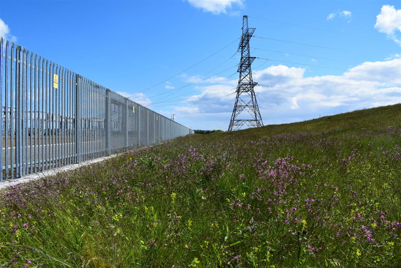 The Thurso South substation wildflower meadow where the rare species was observed.