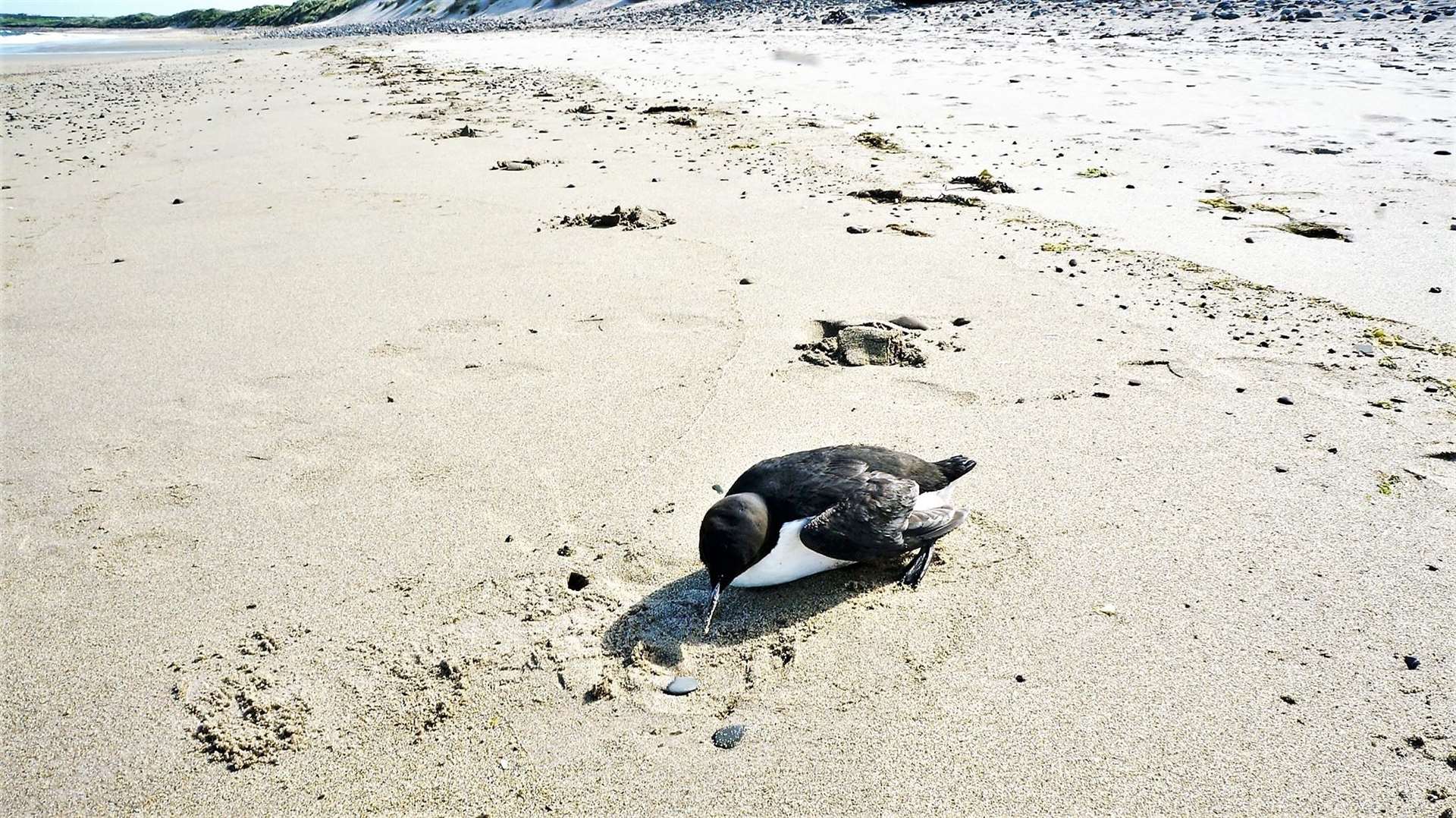 Another guillemot found dying on Reiss beach. Picture: DGS