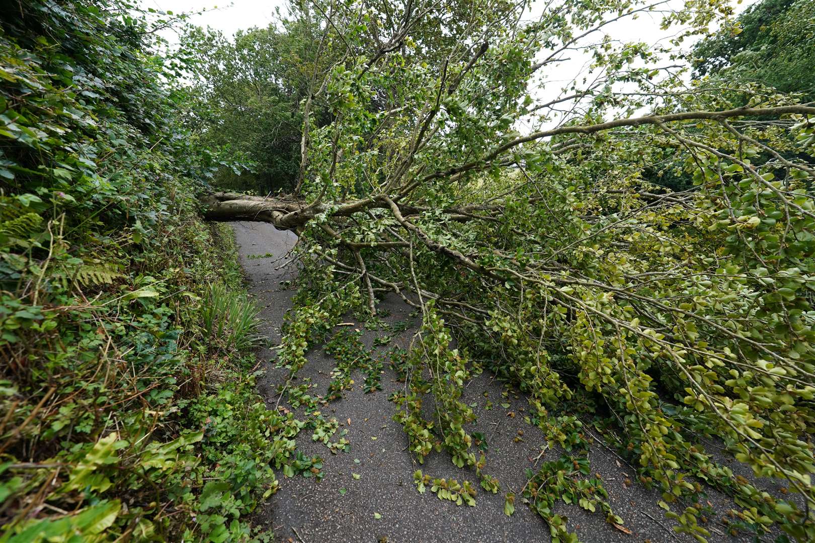 A fallen tree on the road to Veryan on the Roseland Peninsula in Cornwall (David Davies/PA)