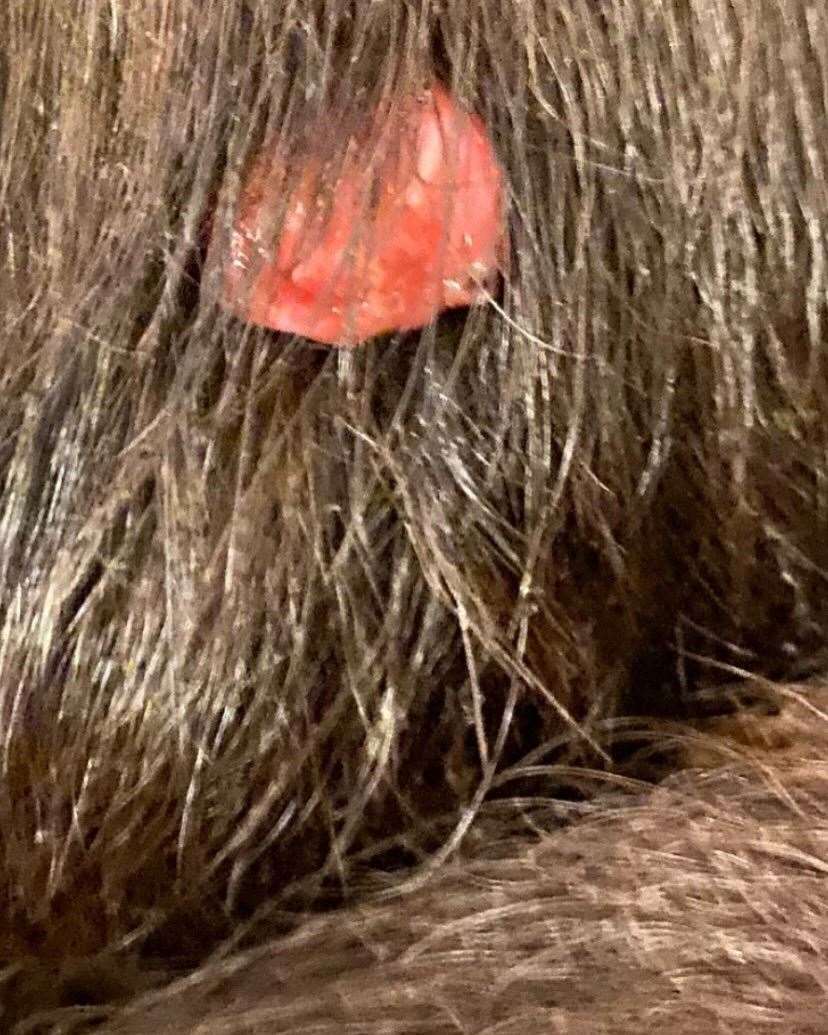 Shadow's owner said she found these lesions on his body after the drug had been administered. She says that other dog owners have noticed their pets with similar lumps after taking Librela. Picture supplied