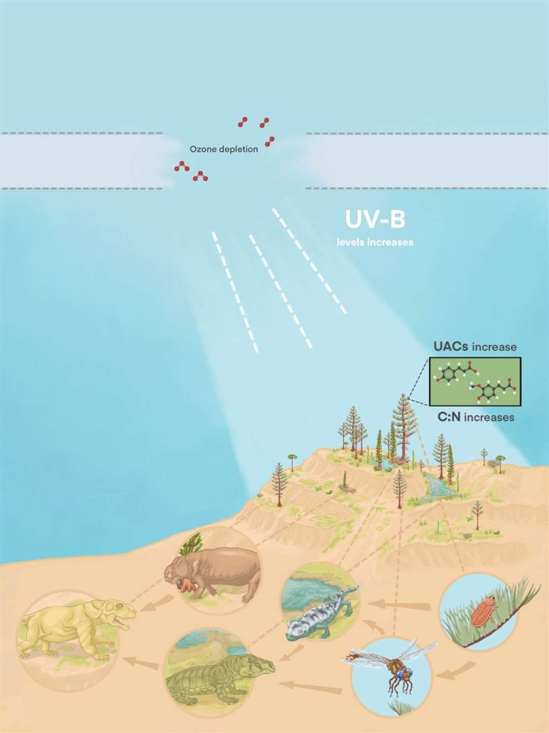 Elevated UV-B radiation may have affected the broader terrestrial ecosystem (Conor Haynes-Mannering/University of Nottingham/PA)