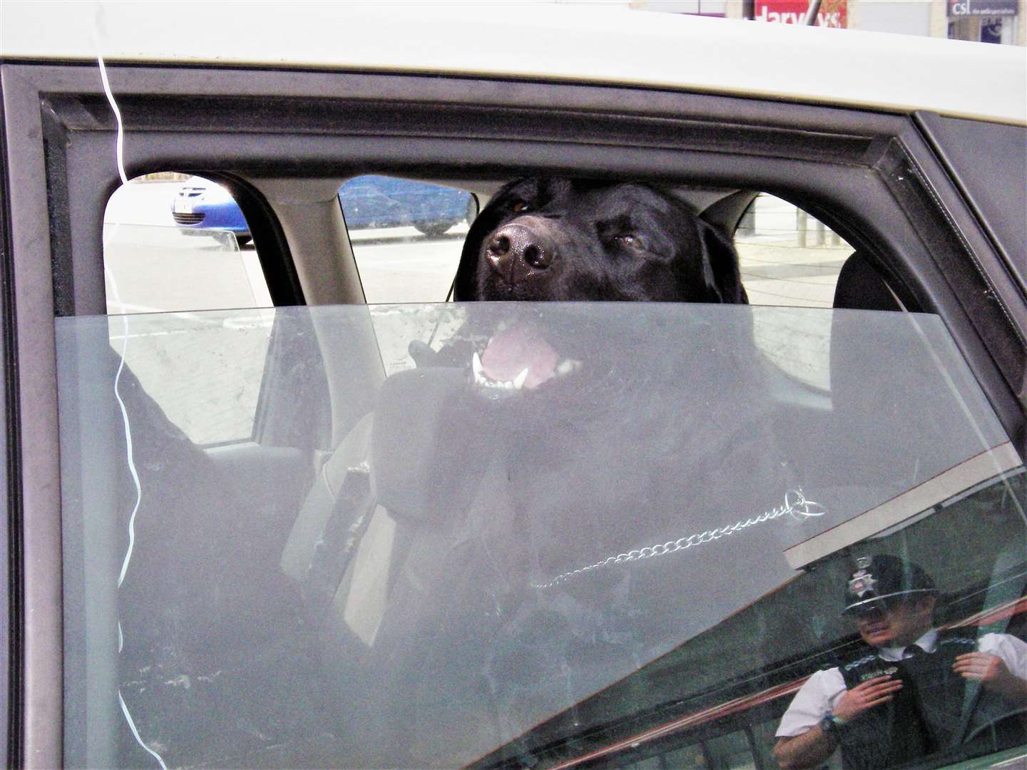 Adult Labrador sitting in hot car. Picture: RSPCA