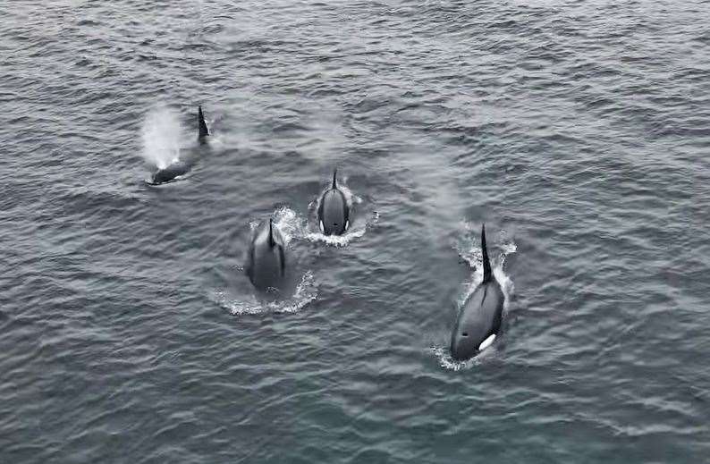 The sight of killer whales hunting seals off Freswick was described as 'nature at its brutal best' by Sam Mackay, of Wick, who captured the dramatic scene in a drone video. This is a cropped still from Sam's footage.