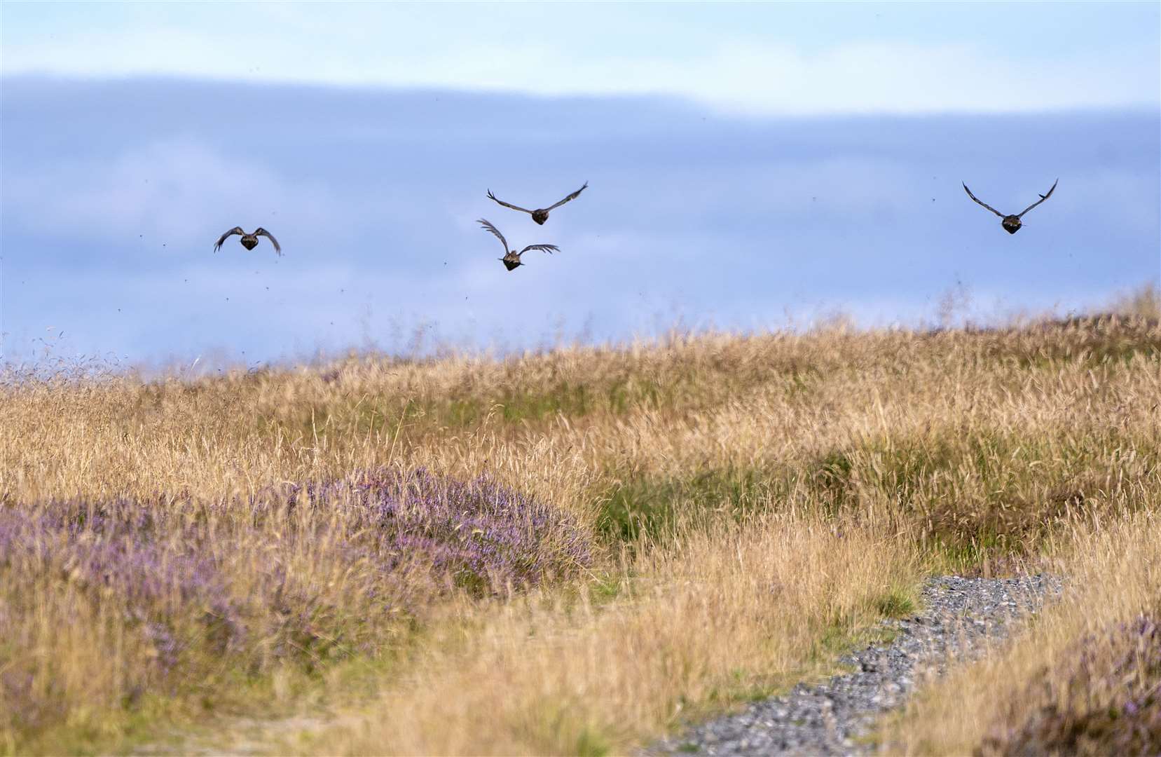 Grouse in flight on the moors in Perthshire (Jane Barlow/PA)
