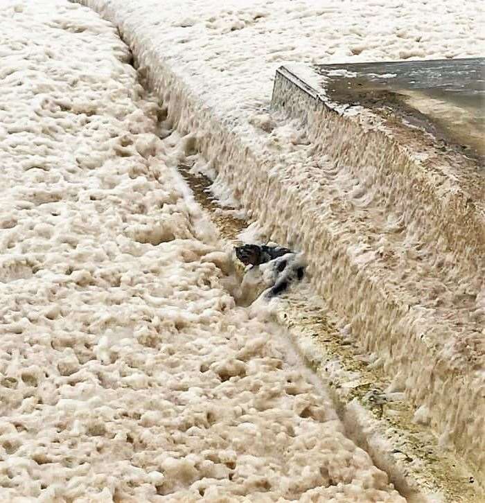 Davina Lyall from Wick saw this otter appear to be having a bubble bath in the foamy water of the North Baths.