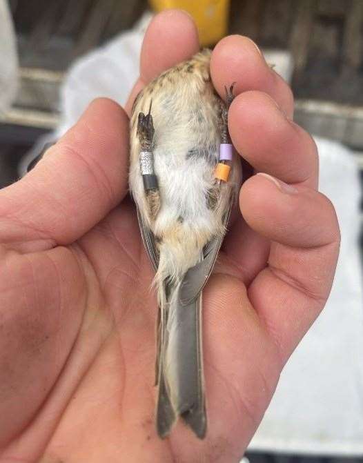 A Twite with the colourful rings added as part of the Shetland project. Picture: RSPB Shetland